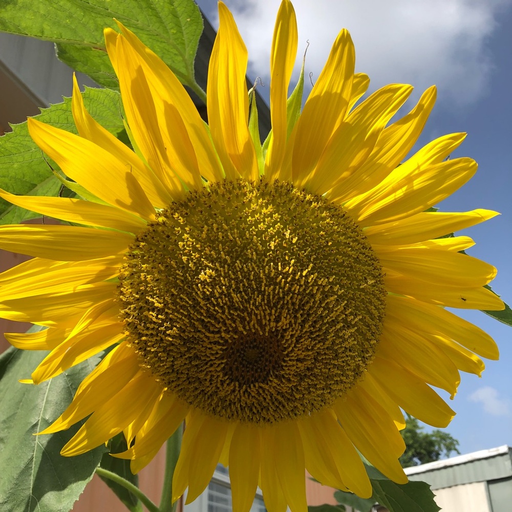 Meet your Posher, Josefina